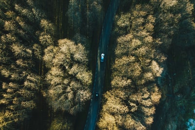 树间道路上两辆车的鸟瞰图